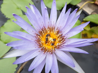 The swarm of bees feed on nectar according to the lotus flower.