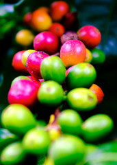 Kona Coffee beans in Hawaii