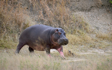 Hippo Stands out of the Water