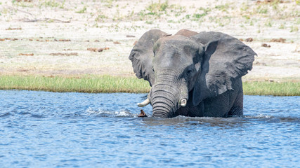 Elephants crossing Chobe river