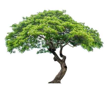 Large trees with edible fruits are completely separated from the white background.