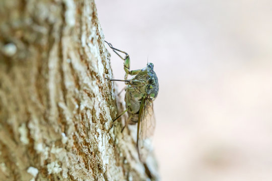 Close-up of a dragonfly lying on a tree outdoors，Cicadidae