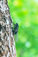 Close-up of a dragonfly lying on a tree outdoors，Cicadidae
