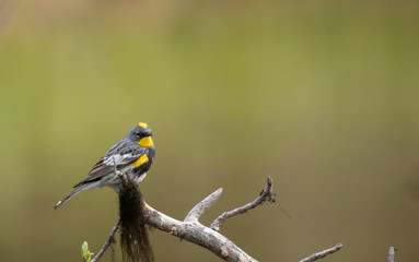 Yellow rumped warbler