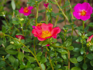 Automatic watering system makes beautiful flowers