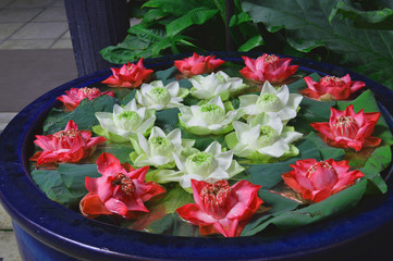 Growing and placing lotus in a flowerpot is popular habit among Thai people