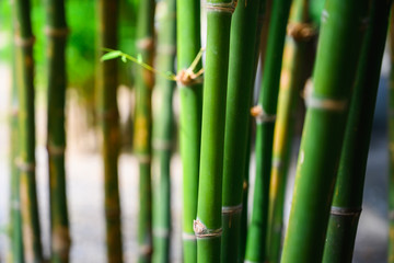 Fototapeta premium green bamboo forest