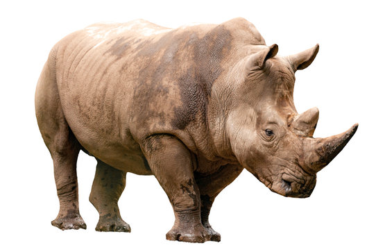 Fauna of the African savanna, endangered species and large mammals  concept theme with an adult rhino isolated on white background with a clipping path cut out