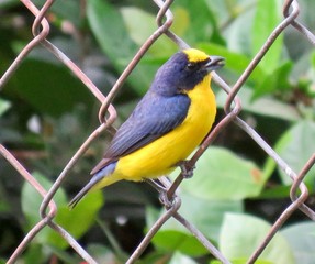 Euphonia on the fence