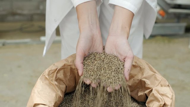 Hands taking seeds of CBD hemp from sack in factory