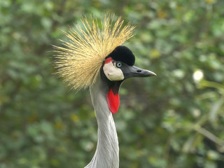 close up of a grey crowned crane
