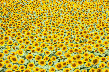 満開のひまわり畑