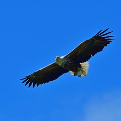 ゲットした大物を掴んで自慢気に飛ぶオジロワシ