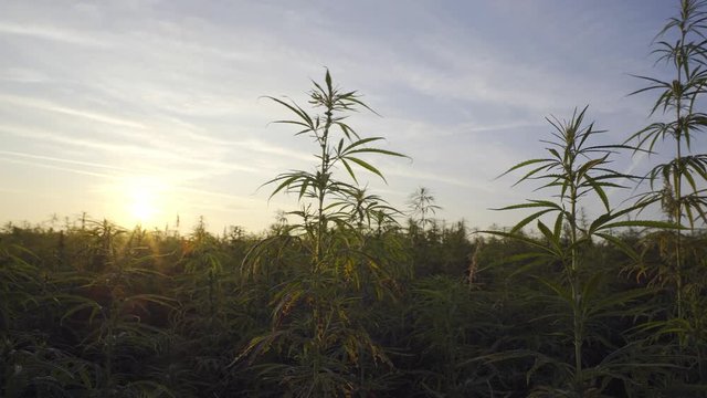 Marijuana CBD hemp plants field in sunrise