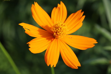 キバナコスモス