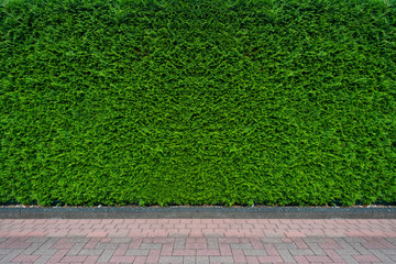 Green bush leaf wall texture background with cement floor.