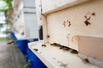 Obraz na płótnie Canvas flying busy bees with white box