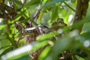 Young American Robin chick perched in a nest in a rhododendron bush
