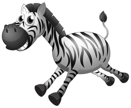 Cute zebra on white background