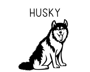 Husky vector illustration in black and white 