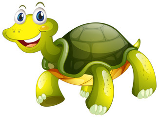 Cute tortoise on white background