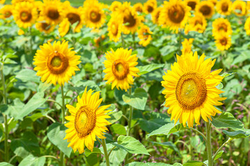 Fototapeta premium 満開のひまわり