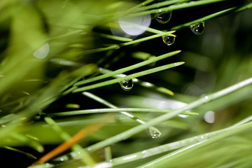 Close-up of a drop of water in the morning after a rain. Blurred Background & Textures