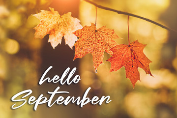 Hello September. autumn maple leaves background. autumn forest. beautiful autumn natural landscape. Fall season concept. shallow depth, soft selective focus. © Ju_see