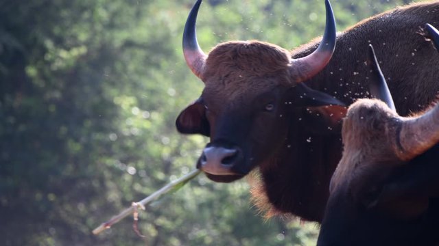 indian bull guar video closeup park wildlife male jungle