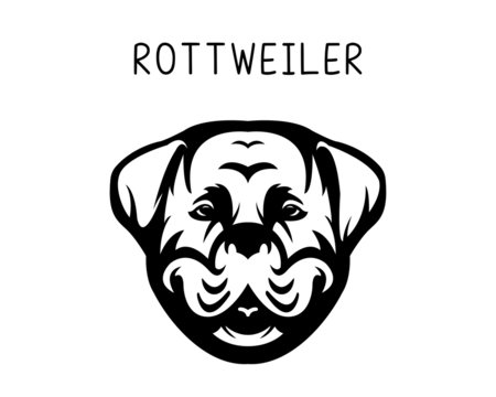 Rottweiler vector illustration in black and white. Design comes in transparent background 