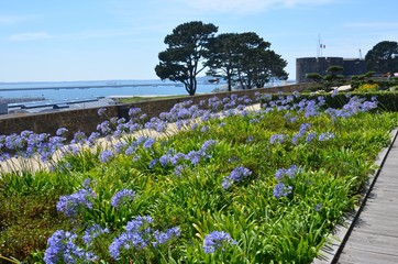 Agapanthe sur le Cours Dajot, Brest, Brittany, France