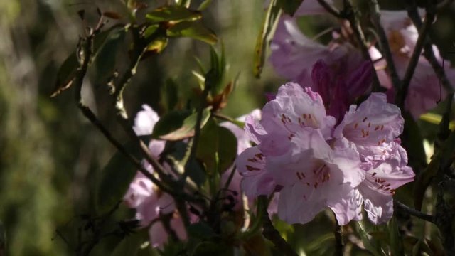 bright pink rhododendron blowing in the breeze