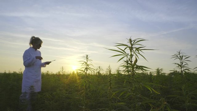 Scientist observing CBD hemp plants on marijuana field and taking notes