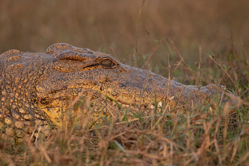 Crocodile