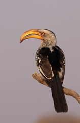 Yellow-billed hornbill