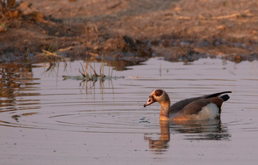 Egyptian goose