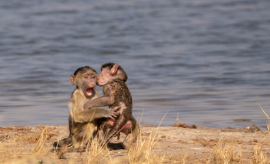 young baboons
