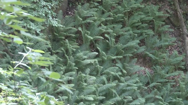 The beauty of the woods. Feathers of large ferns OSMUNDA under the forest canopy on a summer day and flying moths. Valley of river Pshish, Main Caucasian ridge