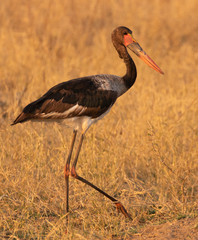 saddle billed stork