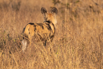 african wild dog