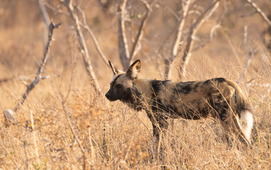 african wild dog