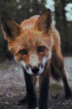 red fox vulpes vulpes