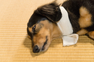 ペットの体調管理