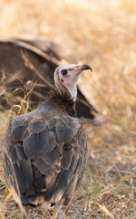 hooded vulture