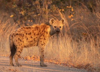 hyena