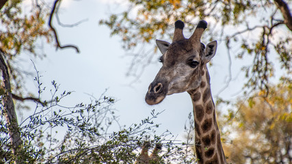 Giraffe Okavango