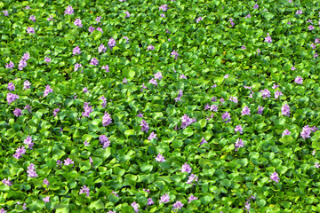 Beautiful Water Hyacinth Flower in Pond