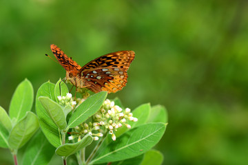 Milkweed Pollinator