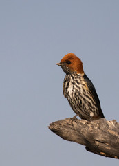 lesser striped swallow
