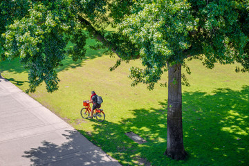 Man on a bicycle rides through a glade of a city park
